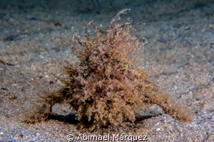 Striated Frogfish by Abimael Márquez 